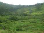 Area verde