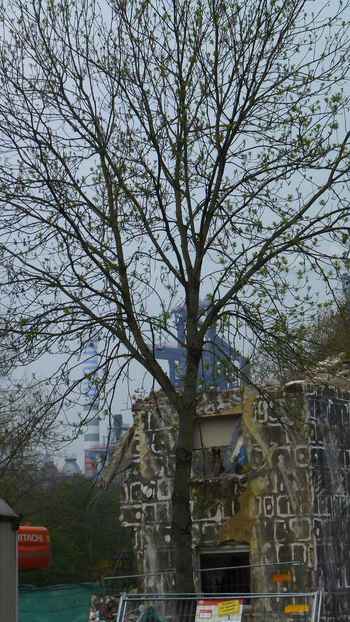 Tree against Tissenkrupp (Duisburg, 26 04 2013)